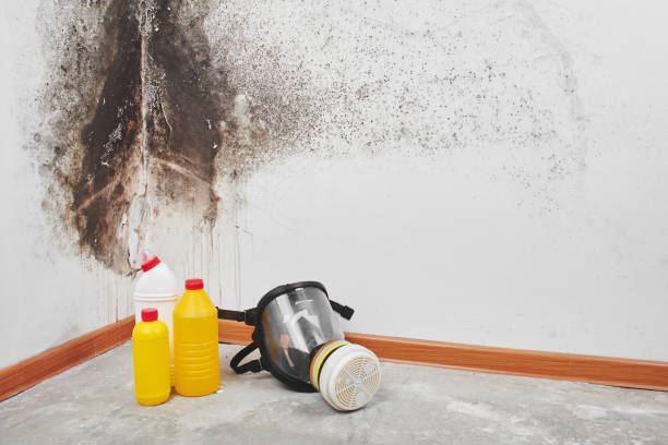 Best Basement Mold Remediation in River Bend, NC